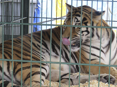 906574 Afbeelding van een gekooide tijger van het Circus Belly, dat de tenten opgeslagen heeft in het Grifpark te Utrecht.